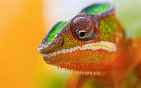 Chameleon Lizard Close-Up wallpaper | 2560x1600 | #12216