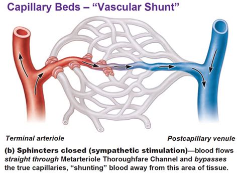 Blood Vessels - Antranik.org