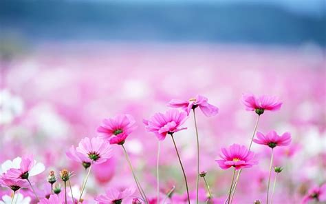 Pink Flower Desktop Background