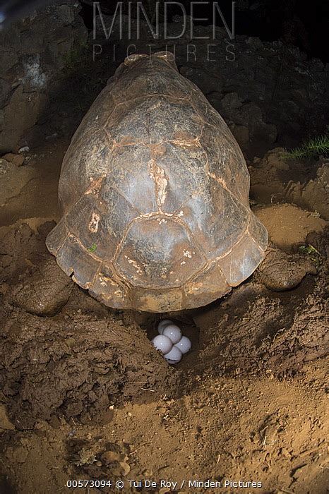 Saddleback Galapagos Tortoise stock photo - Minden Pictures