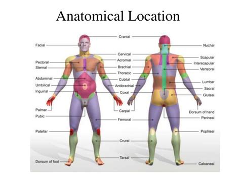 Anatomical Sites Of The Human Body ~ Researchers Highlighted The Great Variability Of Blood ...