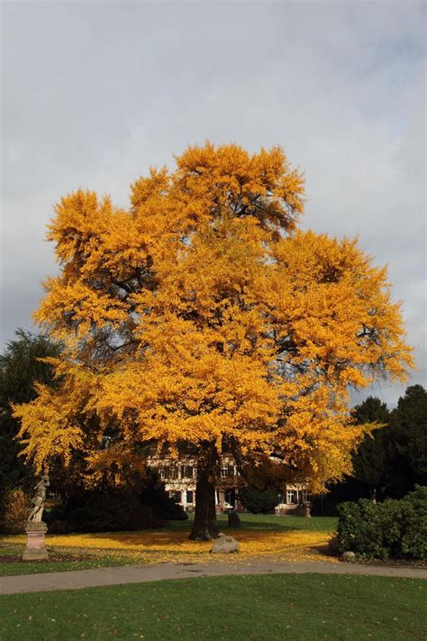 Ginkgo trees nearly went extinct. Here’s how we saved these ‘living ...