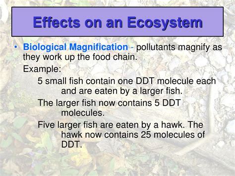 PPT - Ecology & Ecosystems PowerPoint Presentation, free download - ID ...