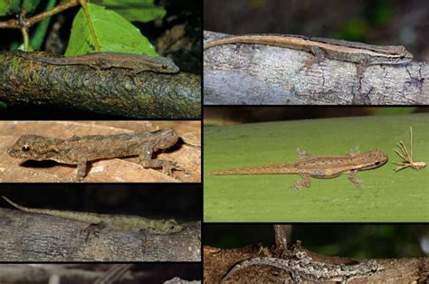 Seven of the new species of dwarf geckos described from Madagascar ...