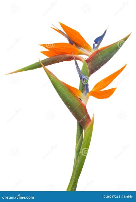 Strelitzia flower stock photo. Image of blue, bird, decoration - 26017262