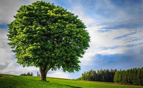 Big Tree Lonely Handsome · Free photo on Pixabay