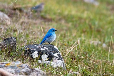 Mountain Bluebird Photo | Richard Wong Photography