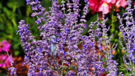 How To Successfully Grow Russian Sage Plants