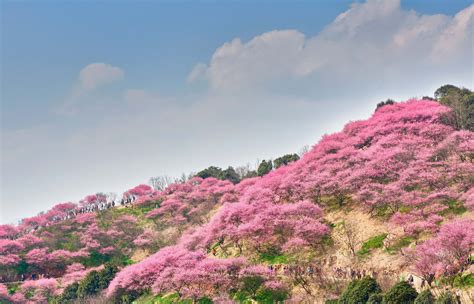 梅花谷古诗,梅花古诗(第5页)_大山谷图库