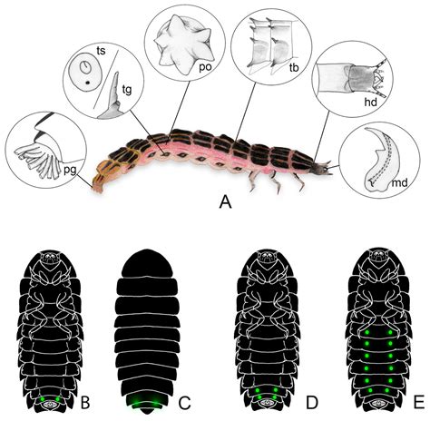 A comprehensive review and call for studies on firefly larvae [PeerJ]