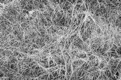 Black And White Grass Texture Background Stock Photo - Download Image Now - Abstract ...