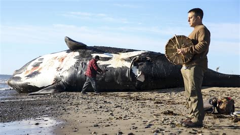 Right whale is one step from extinction climate change pushes it north