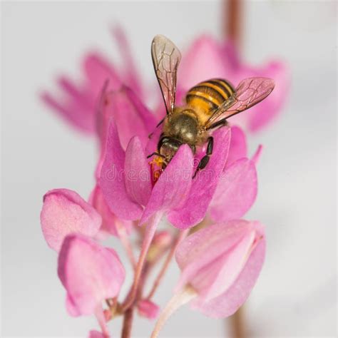 Bee Pollination stock image. Image of worker, honey, abdomen - 24992067