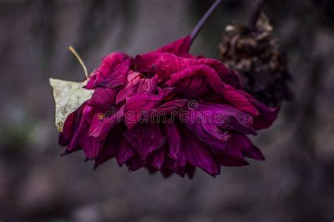 Dry Dead Purple and Pink Wild Flower â€œWild Cosmos Flowerâ€ Cosmos ...