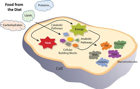 Why Enzymes Are Needed To Control Chemical Reactions Within Cells - ABIEWRT