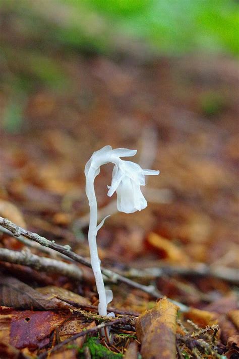 Ghost Flower Photograph by Aaron Rushin - Fine Art America