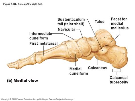 calcaneal tuberosity - Yahoo Image Search Results | Image search, Yahoo images, Search