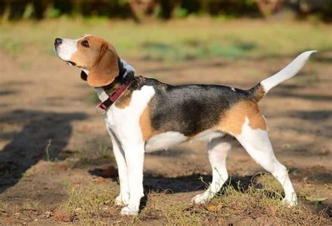 Rabbit Hunting Dogs: Matching Speed With Cunning | Hunting dogs, Cute dogs breeds, Beagle puppy