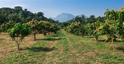 The Perfect Guide to Taking Care of Mango Trees