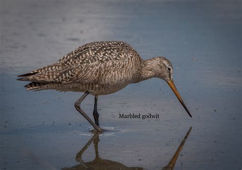 Wetland birds on Behance