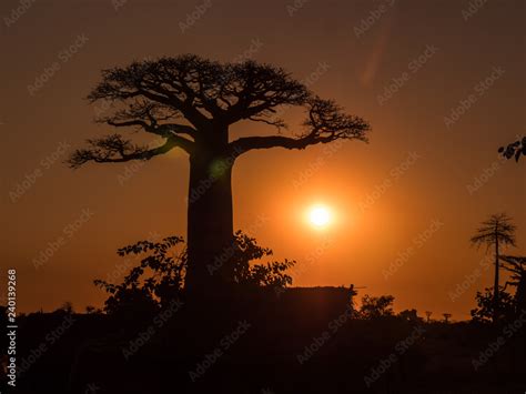 Baobab trees at sunset Stock Photo | Adobe Stock