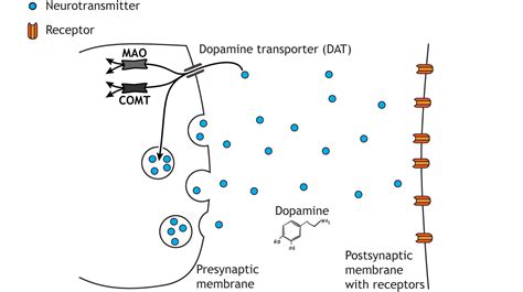 Neurotransmitters Are Removed From a Synapse by Degradation and Reuptake.