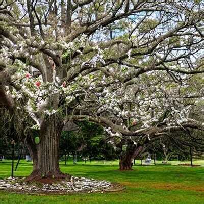 Southern Magnolia Trees: Facts and Information