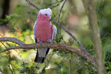 Rose-Breasted Galah Cockatoo Bird Species Profile