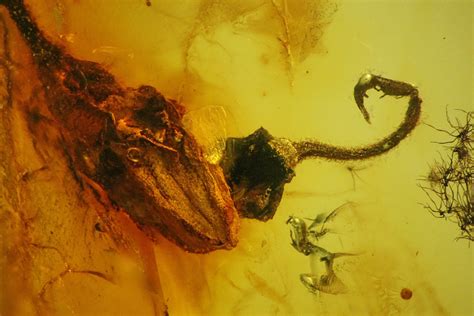 Two Detailed Fossil Flowers in Baltic Amber (#150735) For Sale ...