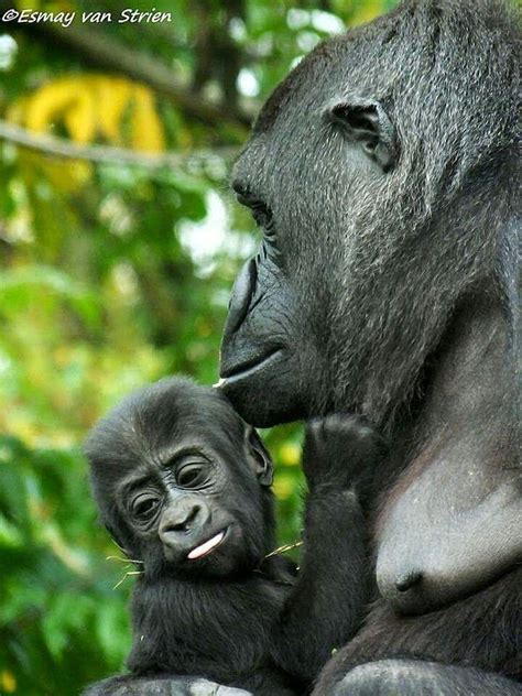 Western Lowland Gorilla | Baby gorillas, Gorilla, Western lowland gorilla