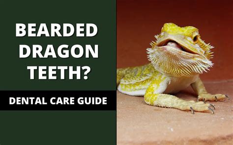 Bearded Dragon Teeth & Dental Care (You MUST Know!) - Reptile Maniac