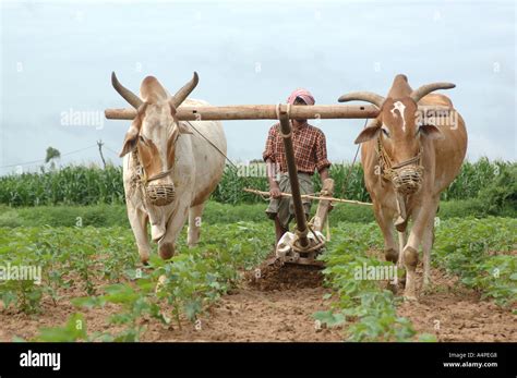 ANG77669 Traditional and conventional way of farming in India with Stock Photo: 6342791 - Alamy