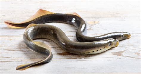 MBL scientists find lamprey genes that aid spinal healing are present in humans | UChicago News