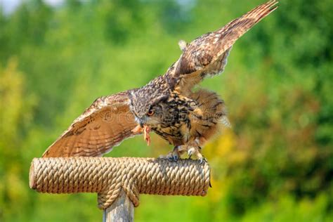 Owl hunting stock image. Image of portrait, mouth, hunter - 57641287