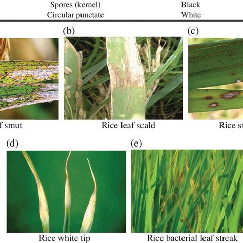 Sample images of rice leaf diseases. (a) Rice leaf smut, (b) rice leaf ...