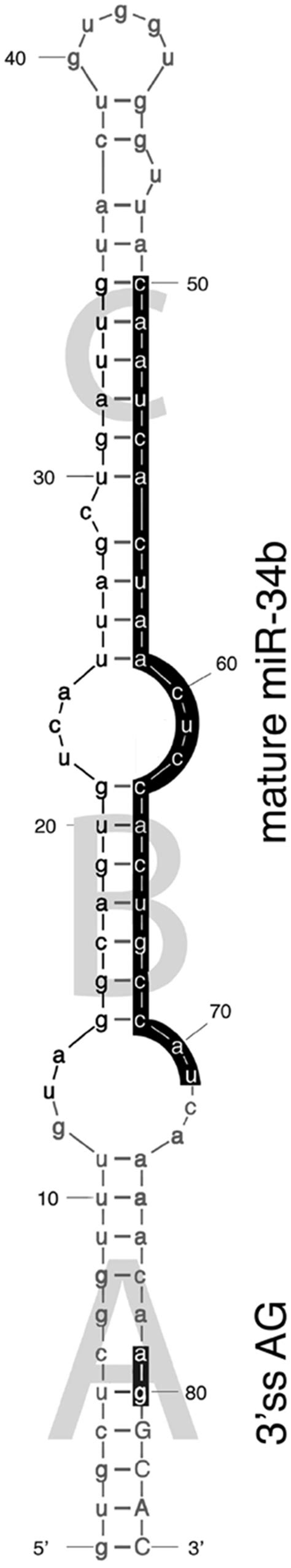 Secondary structure of SO miR-34b hairpin. The secondary structure of... | Download High ...