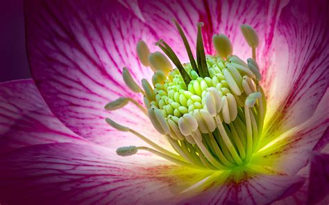 Hellebore Pink Flower Macro Photography Wallpapers Hd 3840x2400 : Wallpapers13.com