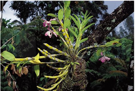 [Solved] Epiphytes are plant which depends on other plants for