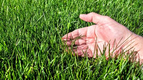 Tall Fescue vs. Bermuda - What Are the Differences?