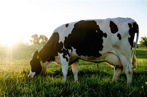 PETA Calls Out Texas Dairy Farm for Alleged Animal Abuse | Texas Standard