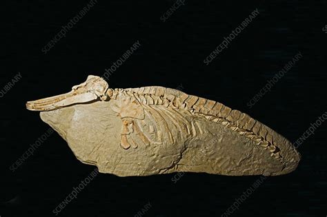 Dolphin Fossil - Stock Image - C043/3996 - Science Photo Library