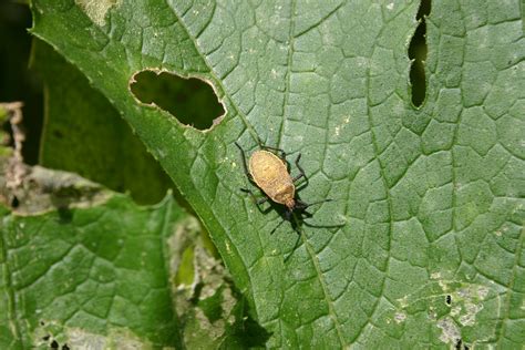 Squash Bugs – Identification and Control | Walter Reeves: The Georgia Gardener