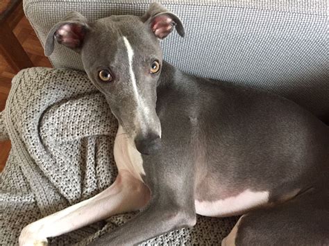 Blue whippet...Beautiful | Blue whippet, Whippet, Sighthound