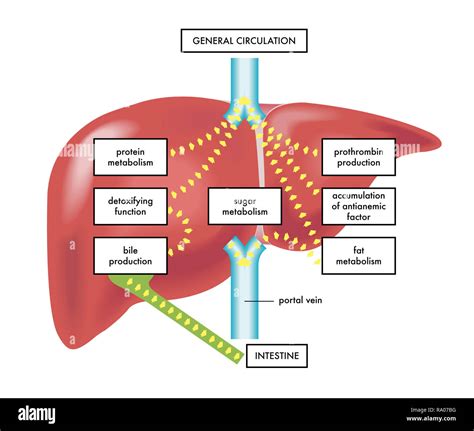 A illustration of the main functions and the anatomy of the human liver Stock Photo - Alamy