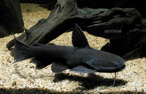 Aquarium Black Catfish