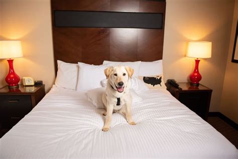 Pet Friendly Hotel Downtown Boise | Hotel 43