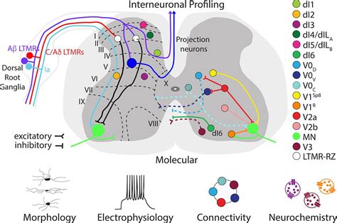 Interneurons Location