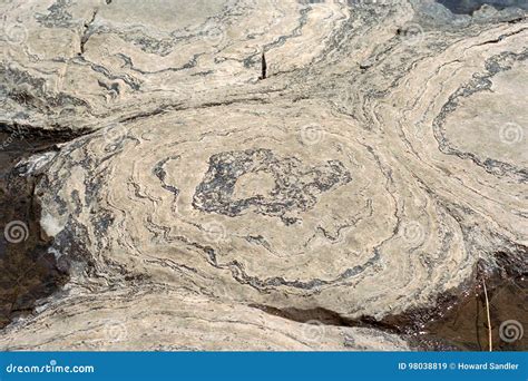 Fossilized stromatolite stock image. Image of ring, quebec - 98038819