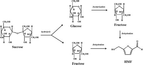 Conversion reactions of sucrose, glucose, and fructose into HMF | Download Scientific Diagram