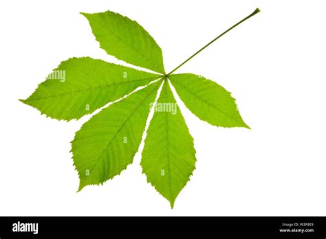 leaf of chestnut tree isolated Stock Photo - Alamy